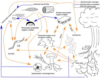 Constraining Carbon and Nutrient Flows in Soil With Ecological Stoichiometry